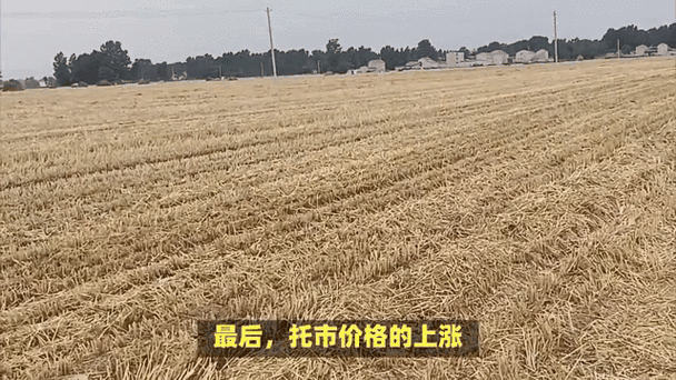 2025年粮食价格走势图_新麦价格预期分析_5月份小麦市场行情