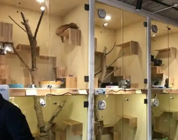 春节宠物寄养_宠物寄养机构选择_宠物店有选址要求吗