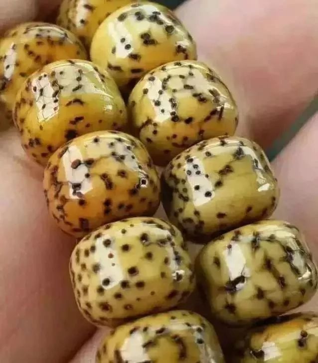 南红盘玩后有什么变化_星月菩提包浆后开片_金刚菩提包浆方法