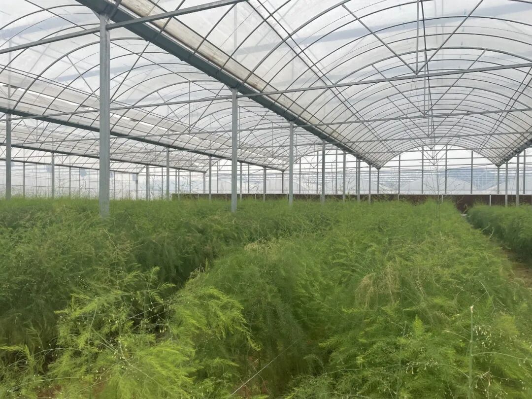 图为钟山富强现代设施农业产业园里种植的芦笋