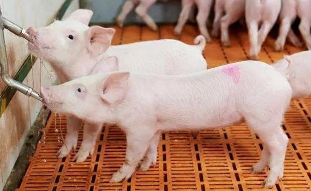 山东生猪价格走势图_山东省猪肉价格走势分析_山东省生猪价格行情