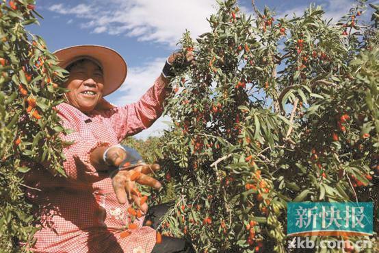 拼多多的商品是真的吗_拼多多12.12全民真香节 农产品百亿补贴 拼多多农货上行