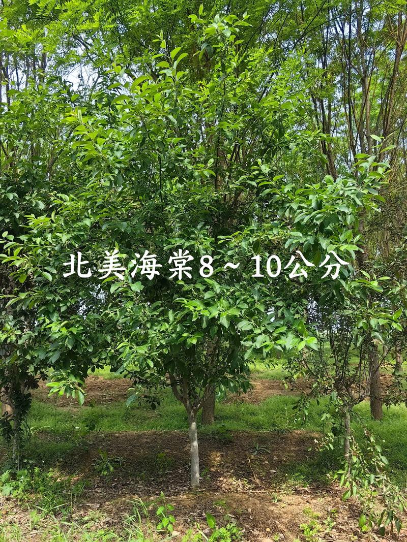2026北美海棠上涨_北美海棠种植基地_南阳25公分绚丽海棠价格