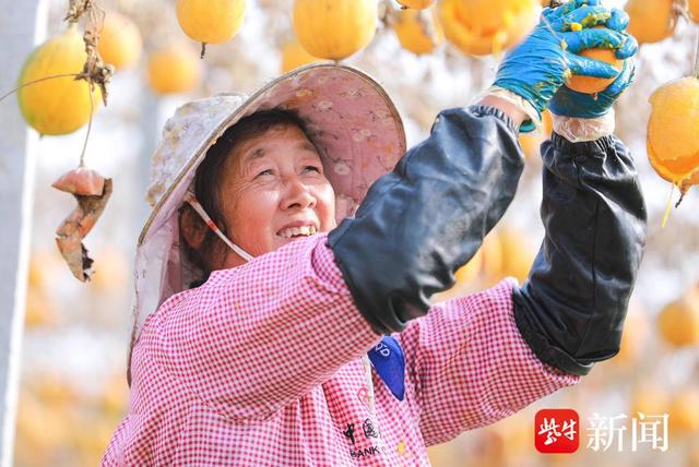 句容吊瓜子种植技术_2026吊瓜子收购行情_句容吊瓜子产量与销售